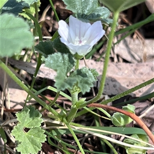 Malva neglecta at Higgins, ACT - 22 Dec 2024