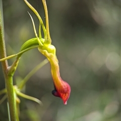 Cryptostylis subulata (Cow Orchid) at Vincentia, NSW - 19 Dec 2024 by Miranda