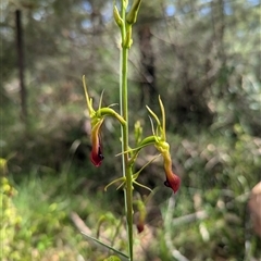 Cryptostylis subulata at Vincentia, NSW - 19 Dec 2024