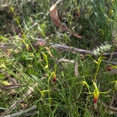 Cryptostylis subulata at Vincentia, NSW - suppressed