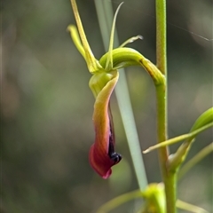 Cryptostylis subulata at Vincentia, NSW - suppressed