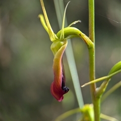 Cryptostylis subulata at Vincentia, NSW - suppressed