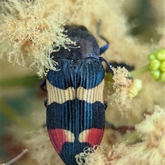 Castiarina bella (A Jewel Beetle) at Vincentia, NSW - 19 Dec 2024 by Miranda