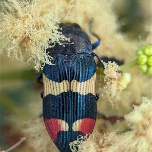 Castiarina bella (A Jewel Beetle) at Vincentia, NSW by Miranda