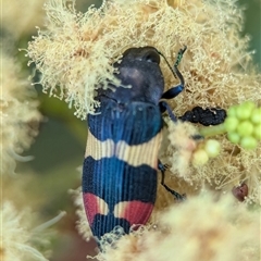 Castiarina bella at Vincentia, NSW - 19 Dec 2024 04:31 PM