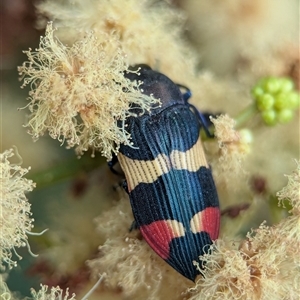 Castiarina bella at Vincentia, NSW - 19 Dec 2024 04:31 PM