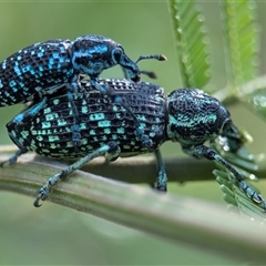 Chrysolopus spectabilis (Botany Bay Weevil) at Vincentia, NSW - 19 Dec 2024 by Miranda