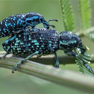 Chrysolopus spectabilis at Vincentia, NSW by Miranda