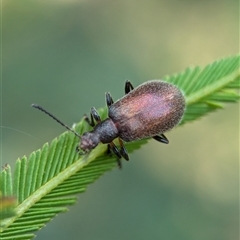 Unidentified Beetle (Coleoptera) at Vincentia, NSW - 19 Dec 2024 by Miranda