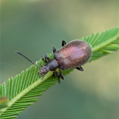 Ecnolagria grandis (Honeybrown beetle) at Vincentia, NSW - 19 Dec 2024 by Miranda