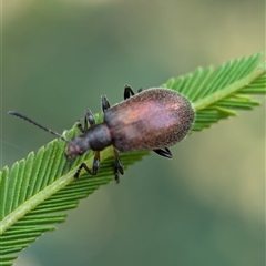 Ecnolagria grandis at Vincentia, NSW - 19 Dec 2024 04:51 PM