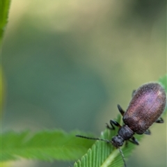Ecnolagria grandis at Vincentia, NSW - 19 Dec 2024 04:51 PM