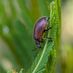 Ecnolagria grandis at Vincentia, NSW - 19 Dec 2024 04:51 PM