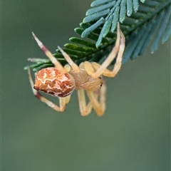 Araneidae (family) (Orb weaver) at Vincentia, NSW - 19 Dec 2024 by Miranda