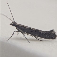 Unidentified Moth (Lepidoptera) at Vincentia, NSW - 19 Dec 2024 by Miranda