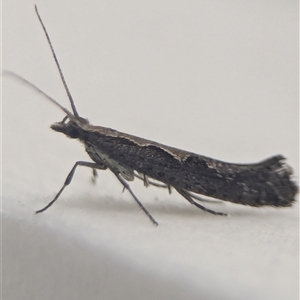 Plutella xylostella at Vincentia, NSW - 19 Dec 2024