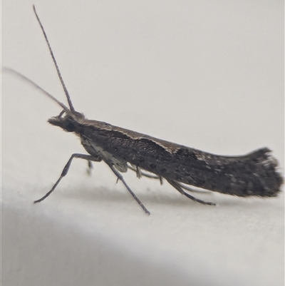 Plutella xylostella (Diamondback Moth) at Vincentia, NSW - 19 Dec 2024 by Miranda