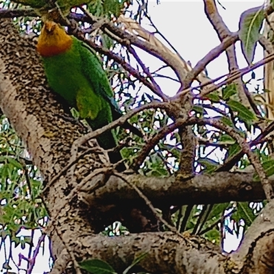 Polytelis swainsonii (Superb Parrot) at Charnwood, ACT - 17 Dec 2024 by frankingwersen