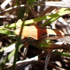 Praxibulus sp. (genus) (A grasshopper) at Cook, ACT - 18 Dec 2024 by CathB