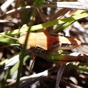 Praxibulus sp. (genus) at Cook, ACT - 18 Dec 2024