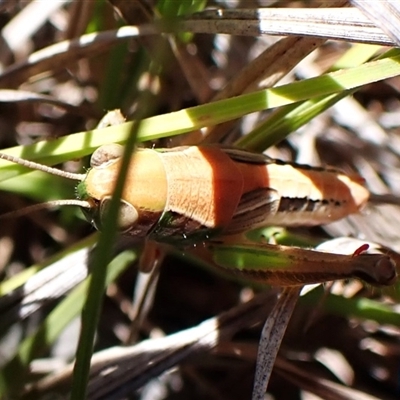 Unidentified Grasshopper (several families) at Cook, ACT - 18 Dec 2024 by CathB