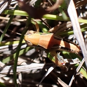 Praxibulus sp. (genus) at Cook, ACT - 18 Dec 2024