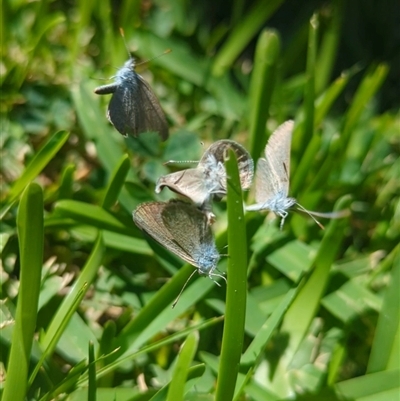 Zizina otis (Common Grass-Blue) at Vincentia, NSW - 20 Dec 2024 by Miranda