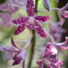 Dipodium variegatum (Blotched Hyacinth Orchid) at Vincentia, NSW - 20 Dec 2024 by Miranda