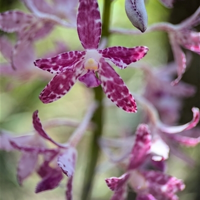 Dipodium variegatum (Blotched Hyacinth Orchid) at Vincentia, NSW - 20 Dec 2024 by Miranda