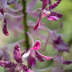 Dipodium variegatum at Vincentia, NSW - suppressed