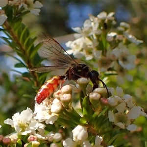 Agriomyia sp. (genus) at Cook, ACT - 20 Dec 2024