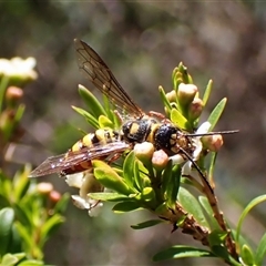 Agriomyia sp. (genus) at Cook, ACT - 20 Dec 2024