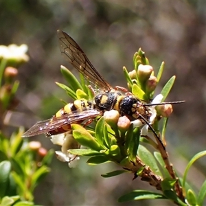 Agriomyia sp. (genus) at Cook, ACT - 20 Dec 2024