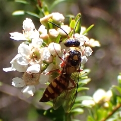 Agriomyia sp. (genus) at Cook, ACT - 20 Dec 2024