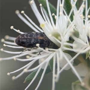 Diphucrania sp. (genus) at Vincentia, NSW - 21 Dec 2024