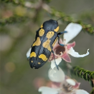 Castiarina octospilota at Vincentia, NSW - 21 Dec 2024