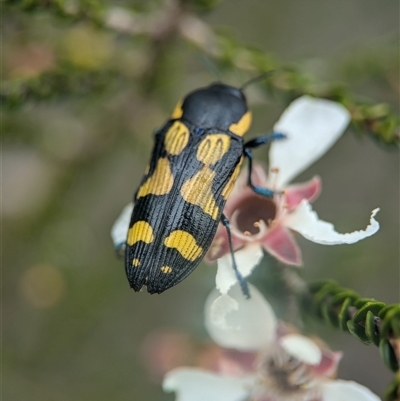 Castiarina octospilota (A Jewel Beetle) at Vincentia, NSW - 21 Dec 2024 by Miranda