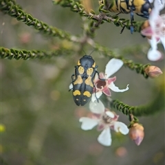 Castiarina octospilota at Vincentia, NSW - 21 Dec 2024