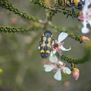 Castiarina octospilota at Vincentia, NSW - 21 Dec 2024