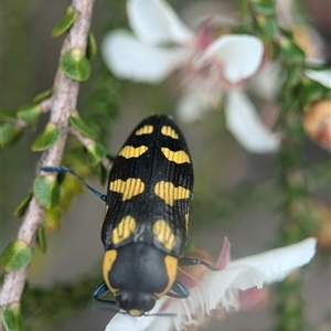 Castiarina octospilota at Vincentia, NSW - 21 Dec 2024