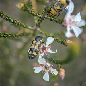 Castiarina octospilota at Vincentia, NSW - 21 Dec 2024