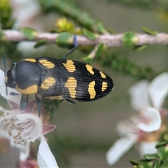 Castiarina octospilota at Vincentia, NSW - 21 Dec 2024