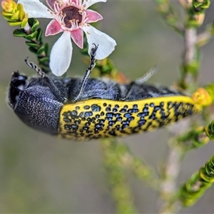 Stigmodera macularia (Macularia jewel beetle) at Vincentia, NSW by Miranda