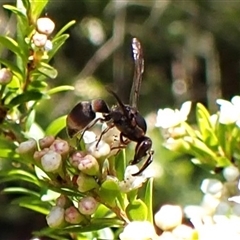 Euodynerus sp. (genus) (Mason Wasp) at Cook, ACT - 21 Dec 2024 by CathB