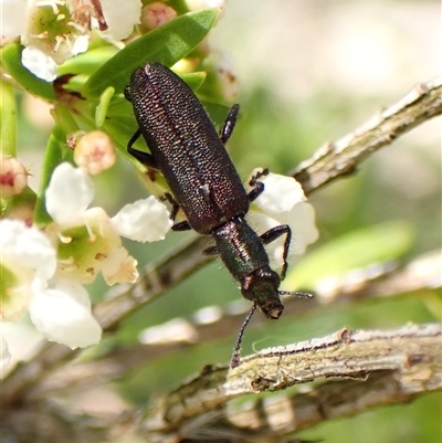 Eleale aspera (Clerid beetle) at Cook, ACT - 20 Dec 2024 by CathB