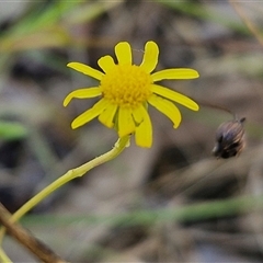 Unidentified Daisy at Nulkaba, NSW - 22 Dec 2024 by trevorpreston