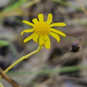 Unidentified Daisy at Nulkaba, NSW by trevorpreston