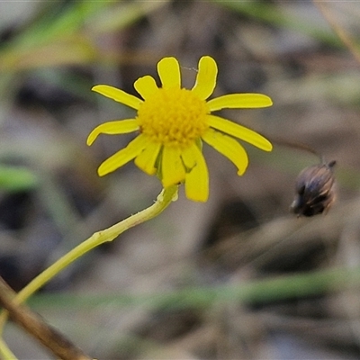 Unidentified Daisy at Nulkaba, NSW - 22 Dec 2024 by trevorpreston