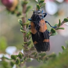 Castiarina pulchripes (Jewel beetle) at Vincentia, NSW - 21 Dec 2024 by Miranda