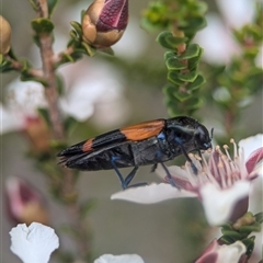 Castiarina pulchripes at Vincentia, NSW - 21 Dec 2024